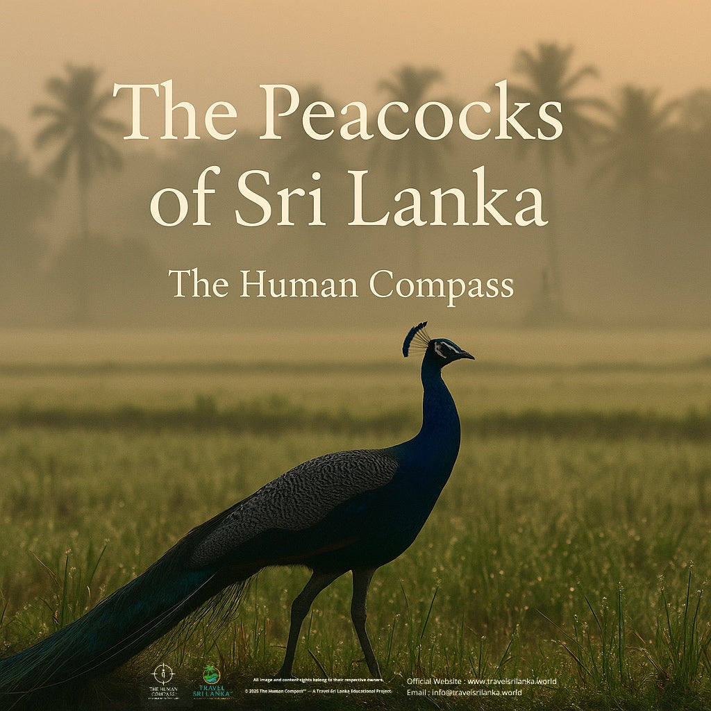 The Peacocks of Sri Lanka — Beauty, Ecology, and the Art of Coexistence” (A Human Compass™ educational feature)