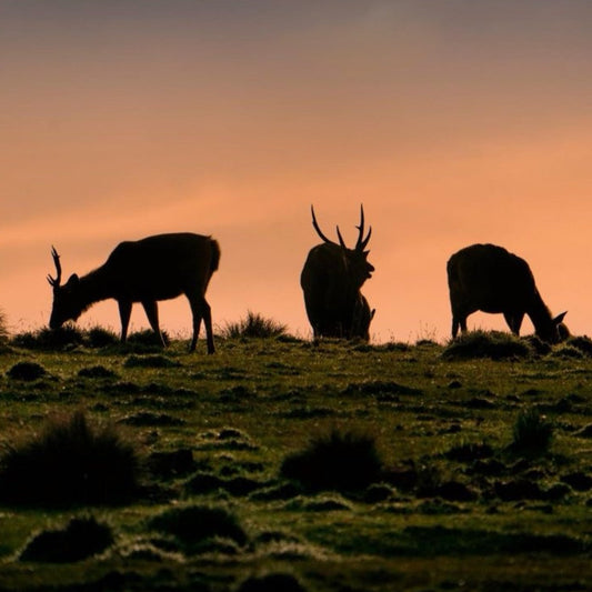 HORTON PLAINS - හෝටන් තැන්න - ஹார்டன் பிளைன்ஸ்