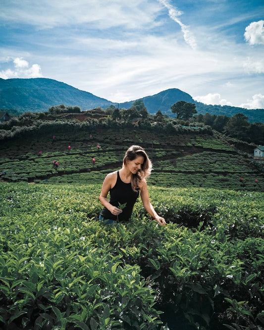 NUWARA ELIYA - නුවර එළිය - நுவரெலியா