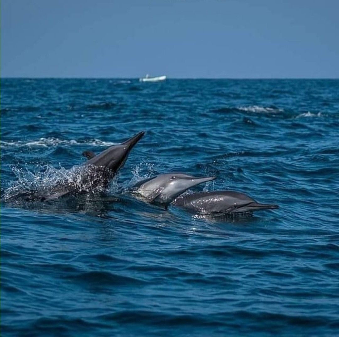 KALPITIYA - කලපිටිය - கல்விட்டி