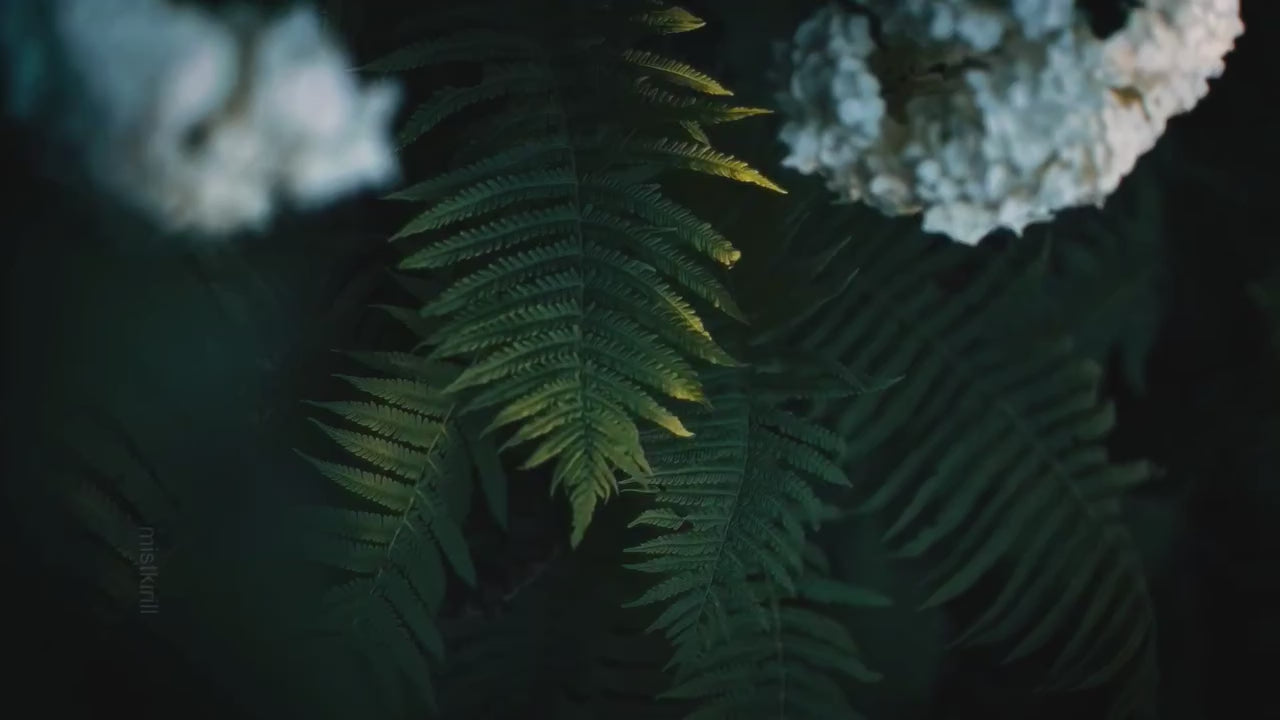 Load video: Powered by ZENTORA Music